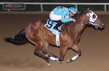 Got Country Grip, one of the fastest American Paint Horses in the world